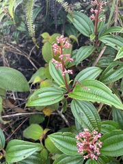 Miconia ciliata