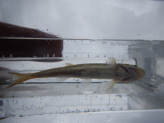 Chrosomus neogaeus