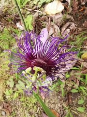 Passiflora crassifolia