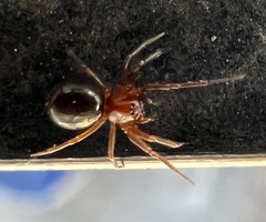 Walckenaeria auranticeps