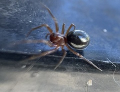 Walckenaeria auranticeps