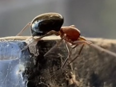 Walckenaeria auranticeps