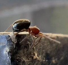 Walckenaeria auranticeps