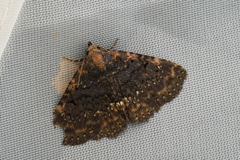 Diomea cremata