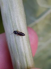 Agriotes sputator