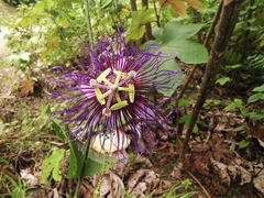 Passiflora crassifolia