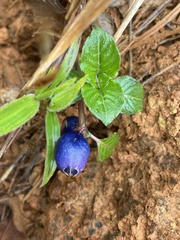 Coccocypselum herbaceum