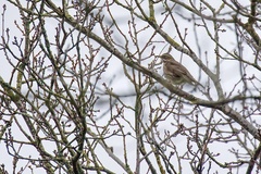 Turdus iliacus