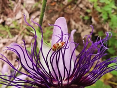 Passiflora crassifolia