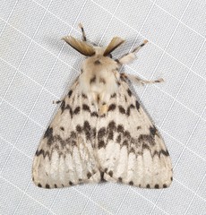 Lymantria antennata