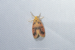 Miltochrista arcuata