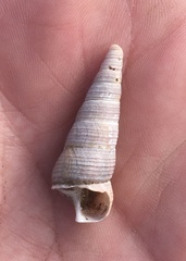 Turritellinella tricarinata