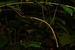 Phanocloidea muricata