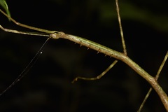 Phanocloidea muricata