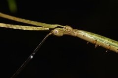 Phanocloidea muricata