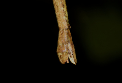 Phanocloidea muricata