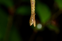 Phanocloidea muricata