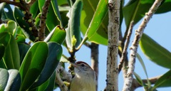 Hylophilus amaurocephalus