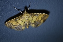 Nacoleia biformis