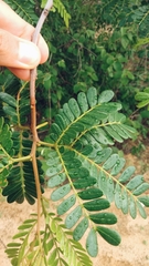 Pityrocarpa moniliformis