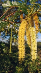 Pityrocarpa moniliformis