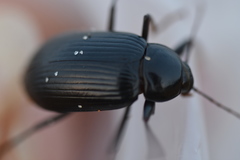 Plesiophthalmus spectabilis