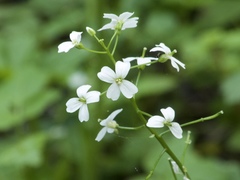 Cardamine angulata
