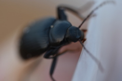 Plesiophthalmus spectabilis