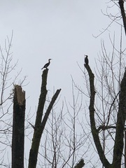 Phalacrocorax carbo