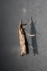 Elethyia taishanensis