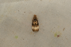 Endothenia gentianaeana