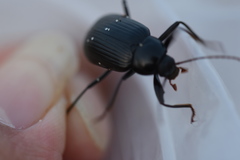 Plesiophthalmus spectabilis