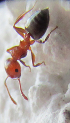 Crematogaster schmidti