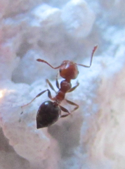 Crematogaster schmidti
