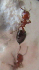 Crematogaster schmidti