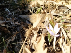 Crocus carpetanus