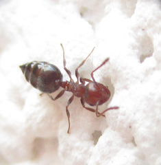 Crematogaster schmidti