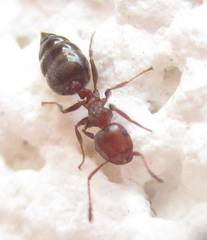 Crematogaster schmidti
