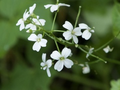 Cardamine angulata