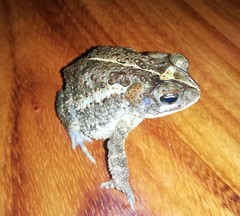 Incilius coccifer