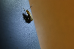 Galerucella grisescens