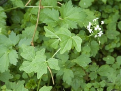 Cardamine angulata