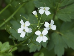 Cardamine angulata