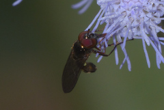 Melanostoma bituberculatum