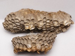 Polistes dominula