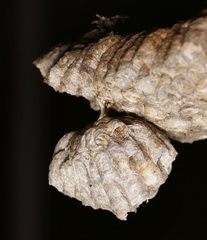 Polistes dominula