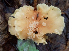 Carcinomyces effibulatus