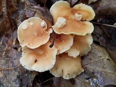 Carcinomyces effibulatus