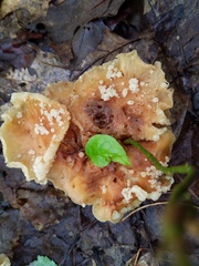 Carcinomyces effibulatus