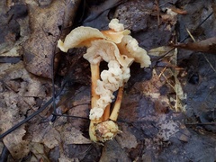 Carcinomyces effibulatus